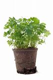 parsley in pot isolated