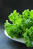 fresh lettuce on a plate on a black background