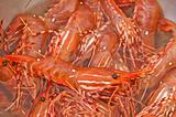 Bowl of Fresh live shrimp
