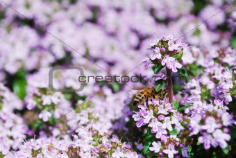 Honeybee on spring thyme flowers