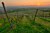 Sunrise in a vineyard