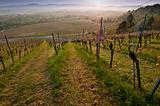 Cultivated landscape vineyard