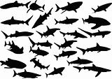 sharks silhouette collection