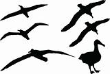 albatross collection