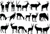 antelopes collection