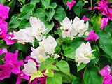 White and pink bougainvilleas