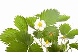 Strawberry flower and leaves 