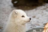 Polar fox.