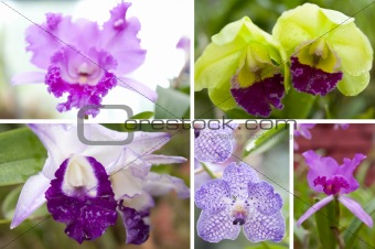 Selection beautiful orchid