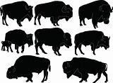 buffalo-bison collection
