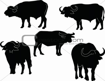 buffalo collection