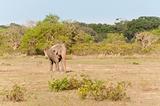 Large Male Elephant; Sri Lanka