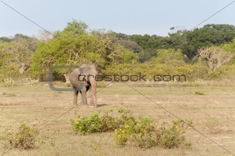 Large Male Elephant; Sri Lanka