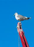 Nordic saagull on a crane