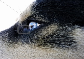 Artic wolfhound dog eye