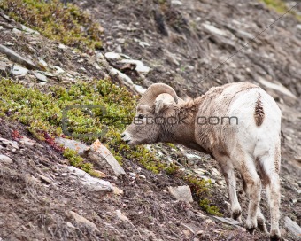 Bighorn sheep Ram