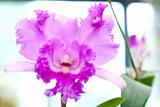 Selection beautiful orchid