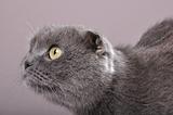 folded-eared cat cat