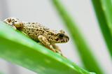 frog on the aloe leaf