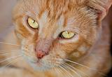 Red cat with orange eyes