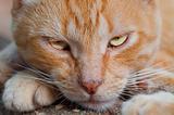 Red cat with orange eyes