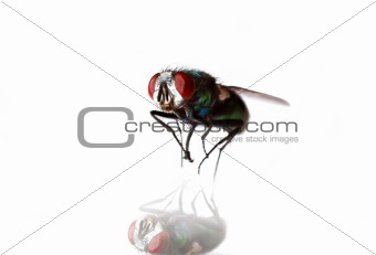 macro of a fly, on a white background with reflection
