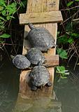 water turtles