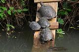 water turtles
