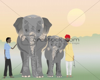 indian elephants