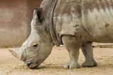 Rhinoceros head