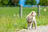 Lamb on the farm