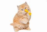 red persian kitten playing with yellow bow