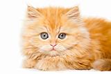 red persian kitten on isolated white