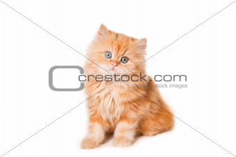red persian kitten on isolated white