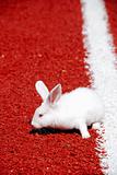White rabbit on a racetrack