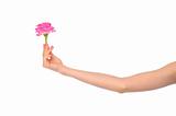 female hand with pink rose