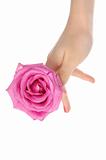 female hand with pink rose