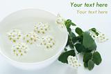 Inflorescence of white flowers floating in a bowl with water