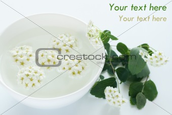 Inflorescence of white flowers floating in a bowl with water