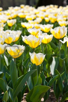 Tulips - Jaap Groot varieties