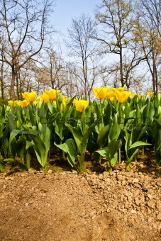 Tulips - Golden varietie