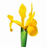 spanish iris flower