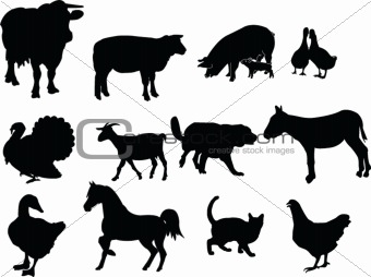 domestic animals illustration collection