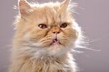 red Persian cat with his tongue out