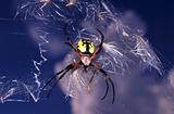 Garden Spider (Argiope aurantia)