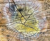 very special cracked old wood cut texture 