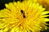 Ant feeding in dendelion flower