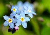 Forget-me-not blue flower
