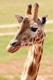 african giraffe up close