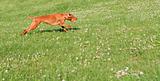 Vizsla Dog Running in the Grass